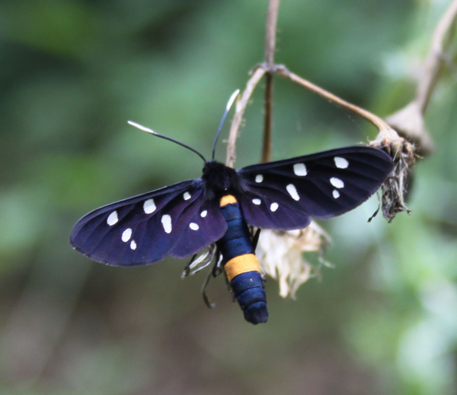 Syntomis  Phegea